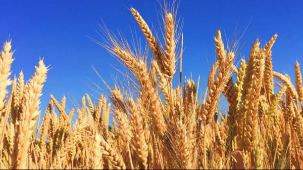 TMO buğday alım fiyatı 2023